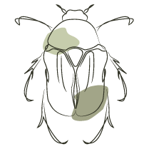 Logo de La Scarabée, studio graphique créatif